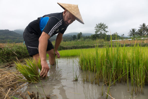 1. Join the community rice harvest at Living Lands Organic Farm