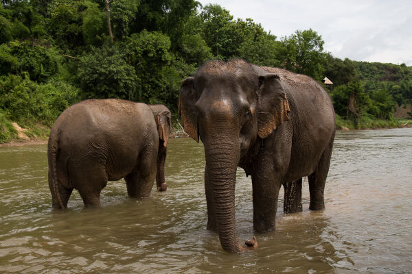 Wander with elephants at Sayaboury and MandaLao