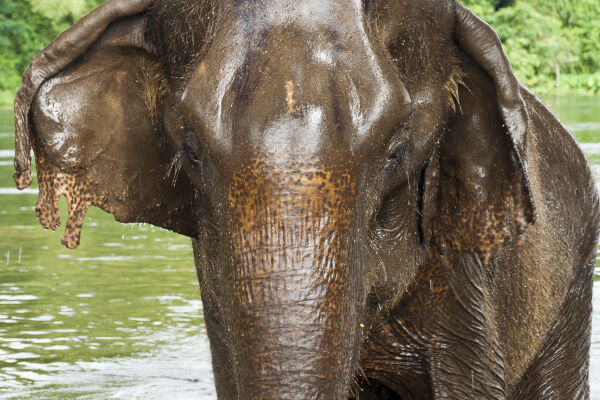 Elephant encounters - Khao Sok National Park, Thailand