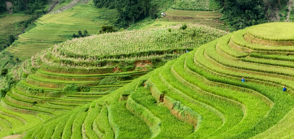 The carved landscape of Mu Cang Chai