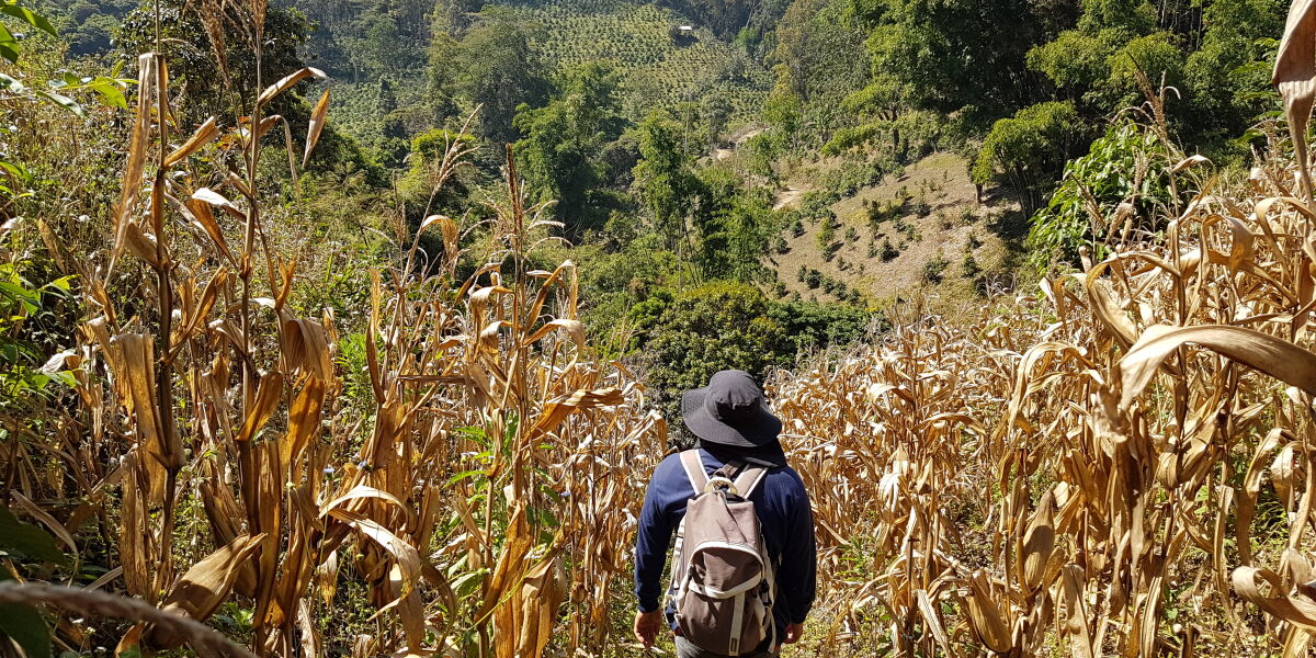 An hiker walks through a valley of golden crops
