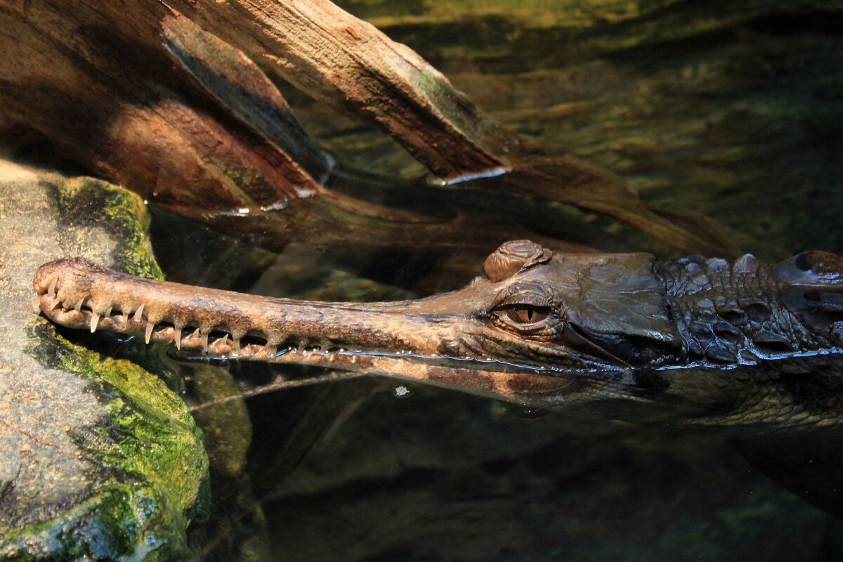 False gharial in the water