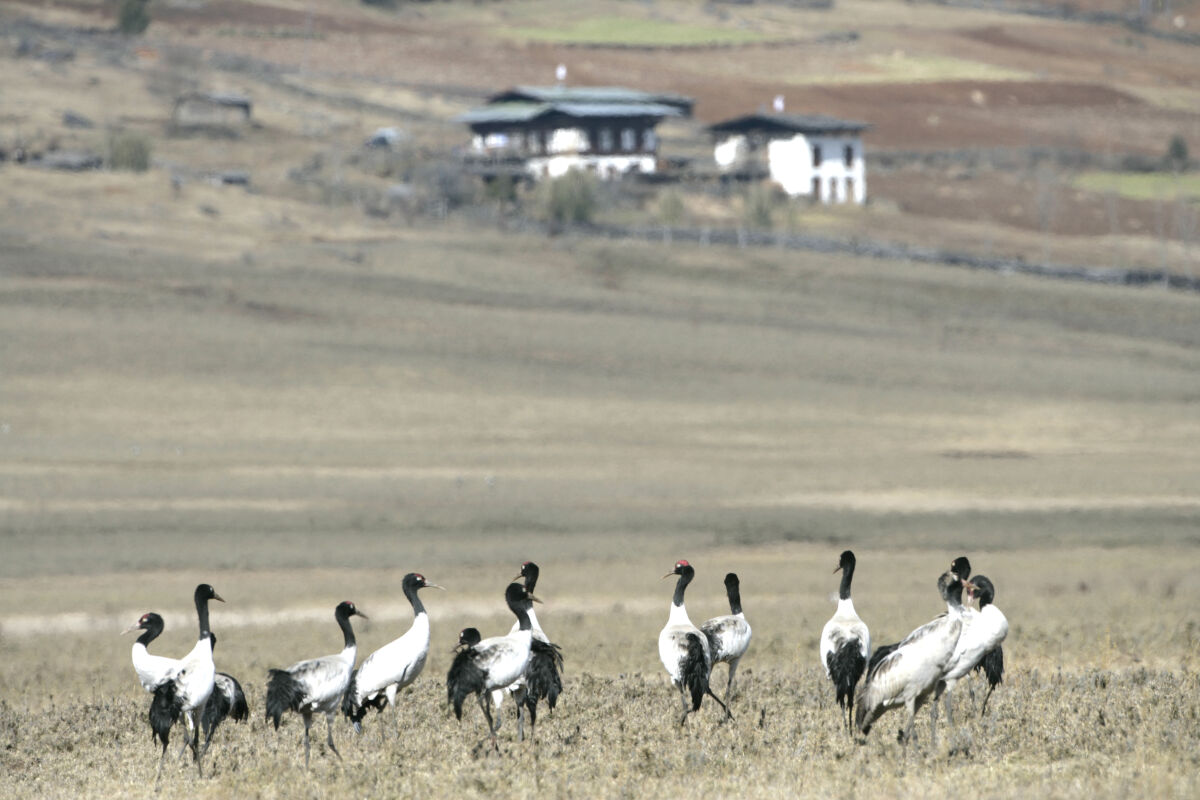 The celebrated Black-Necked Cranes arrive in autumn