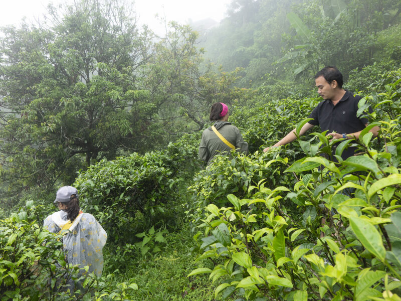 Relax with a brew after tea-picking in Thailand’s tea fields…