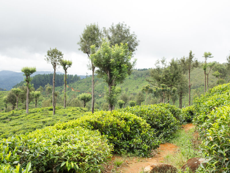 Tea growing in Darjeeling