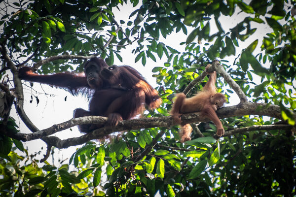 Tabin Wildlife Reserve, Malaysian Borneo