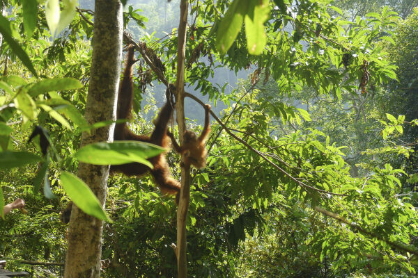 Orangutans in the mist - Gunung Leuser National Park, Sumatra, Indonesia