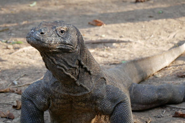 Dragons in paradise - Komodo National Park, Indonesia