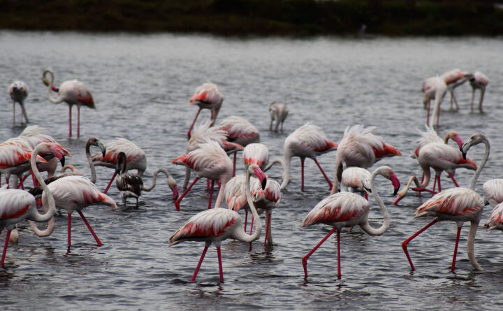 Find flamingos in Bundala National Park