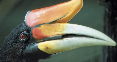 Hornbill in Borneo