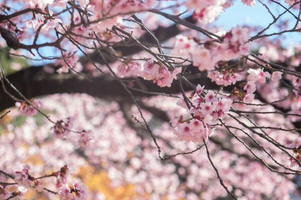 Cherry blossom in Hakone