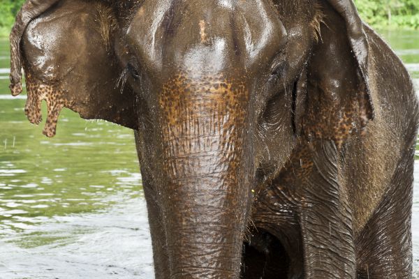 Wet elephant staring at the camera