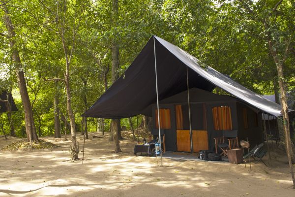 Safari tent surrounded by undergrowth