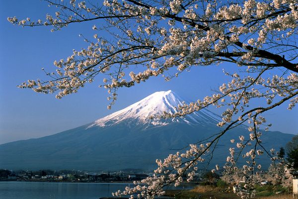 View of Mount Fuji through a tree filled with cherry blossom